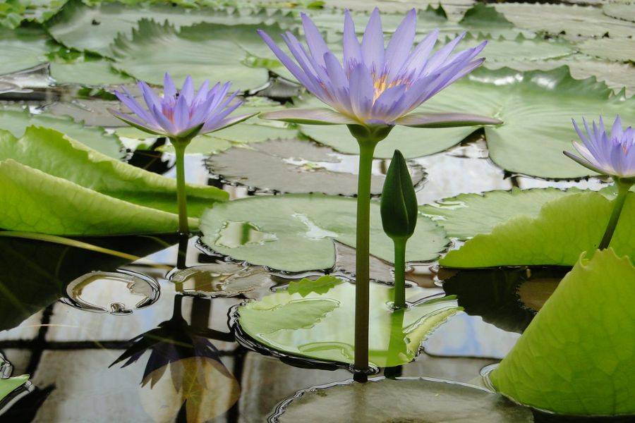 Majorelle Garden Mit einem Kamelritt in den Palmen