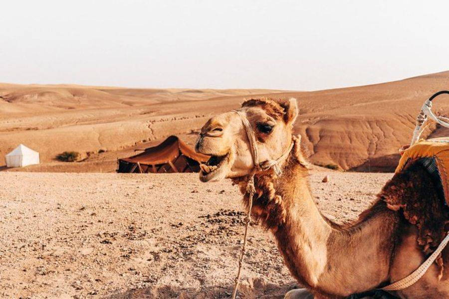 Quad, Camel Ride und Abendessen in der Felsenwüste von Agafay